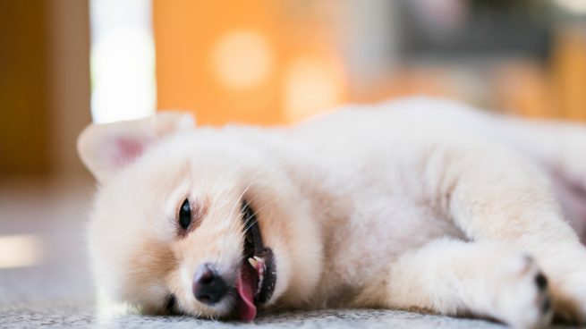 parvovirus perros 2 655x368